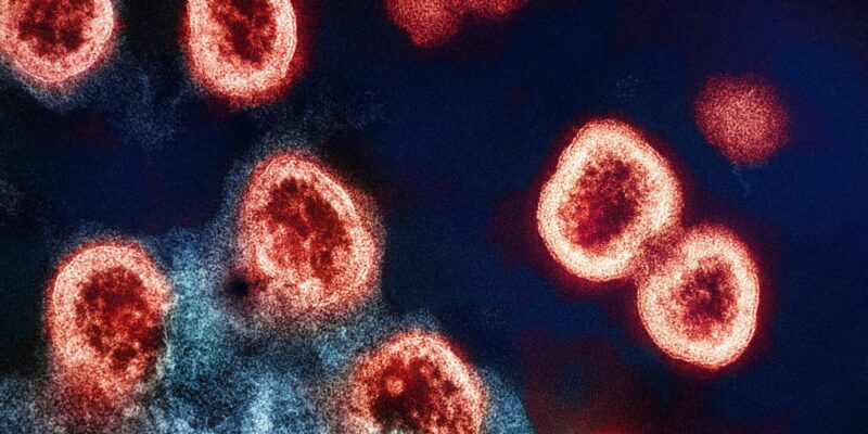 Ancient Smallpox Genomes Suggest the Virus Grew Deadlier Over Time