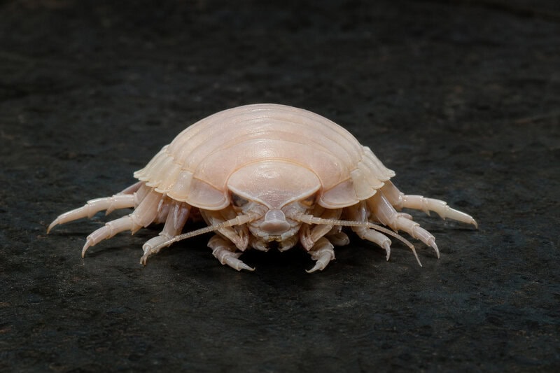 How Deep-Sea Giants Survive 5+ Years Without a Single Meal