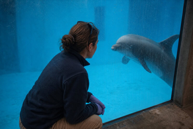 Dolphin Captivity Rewires the Brain: What Decades of Research Found