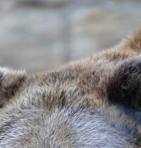 Portugal’s Ancient Brown Bears Shrank for Millennia — Humans Likely to Blame