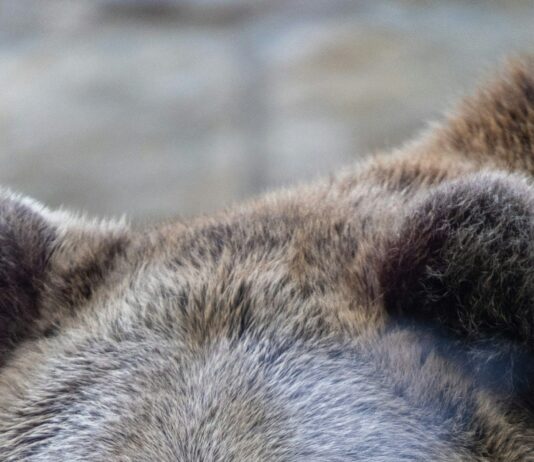 Portugal’s Ancient Brown Bears Shrank for Millennia — Humans Likely to Blame