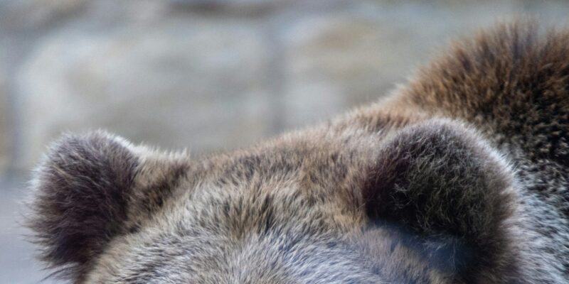 Portugal’s Ancient Brown Bears Shrank for Millennia — Humans Likely to Blame