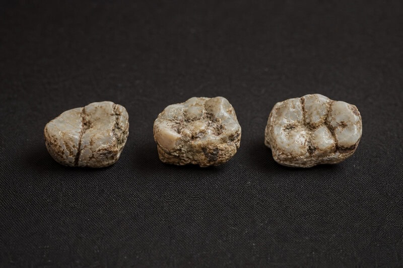 Fossil Teeth Dated to 2.8 Million Years Ago May Rewrite Human Origins