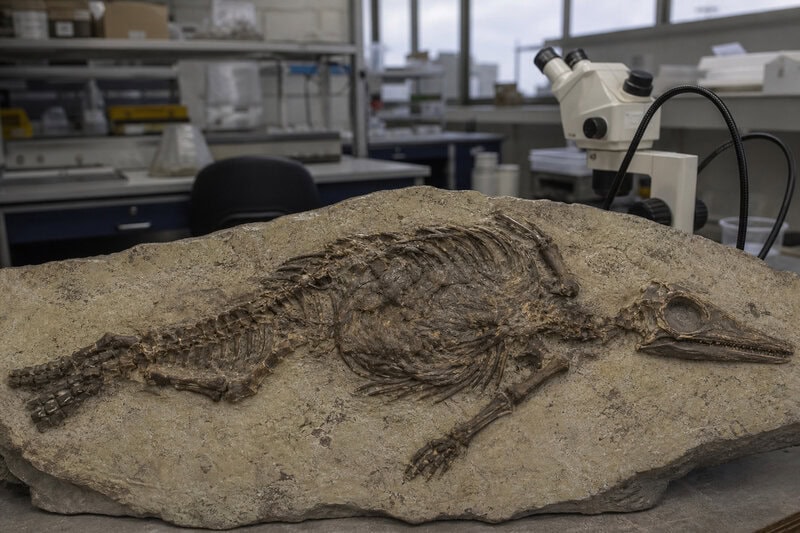 Fossil Preserves Liver, Stomach & Gut of a 245-Million-Year-Old Sea Reptile