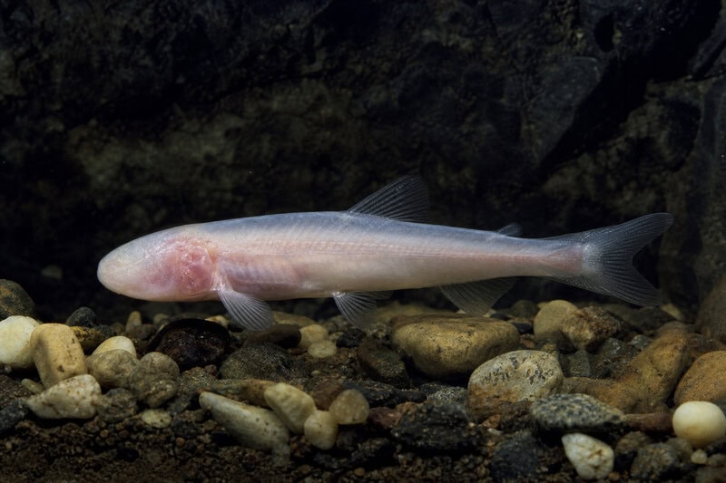 New Cavefish Species Found Under a U.S. Army Base Had Hidden There for Ages