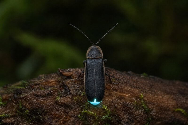 Rare Piedmont Blue Ghost Firefly Found in Mecklenburg County Park
