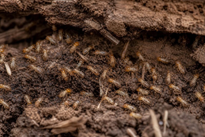 Miami Is America’s Most Termite-Infested City for the 4th Year Running