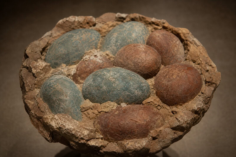Some Dinosaurs Laid Soft, Leathery Eggs — and We Almost Missed It