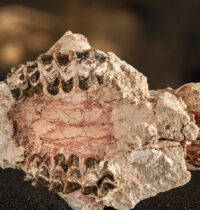 Fossilized Mammal Teeth Show Rapid Diversification Right After Dinosaurs Died