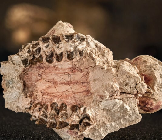 Fossilized Mammal Teeth Show Rapid Diversification Right After Dinosaurs Died