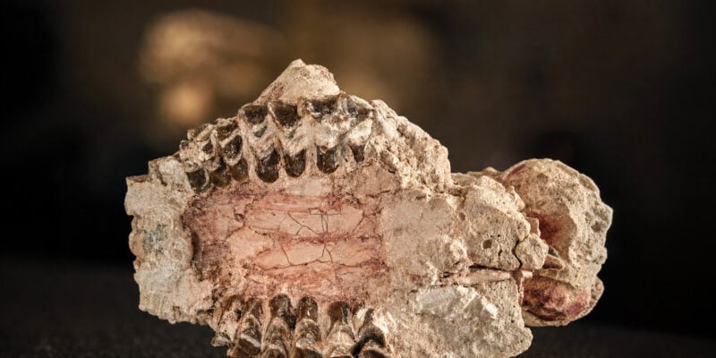 Fossilized Mammal Teeth Show Rapid Diversification Right After Dinosaurs Died