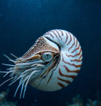 How Deep-Sea Giants Survive 5+ Years Without a Single Meal