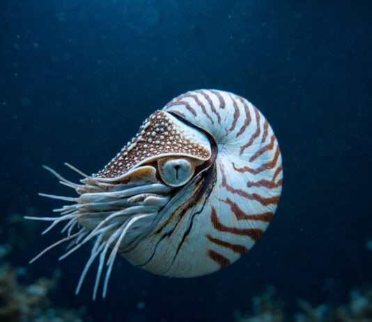 How Deep-Sea Giants Survive 5+ Years Without a Single Meal
