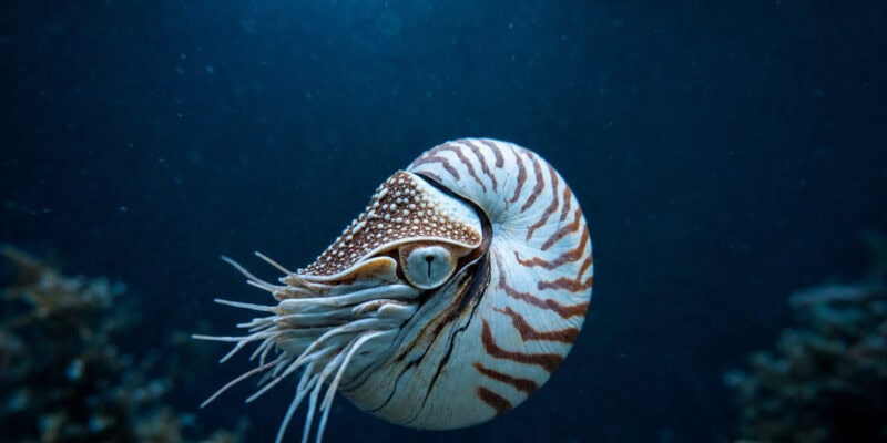 How Deep-Sea Giants Survive 5+ Years Without a Single Meal
