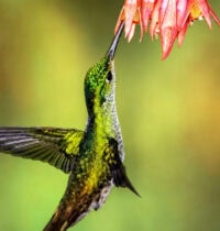 Hummingbird Pollination Doubles Bromeliad Speciation — Even Shaped the Pineapple