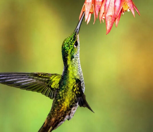 Hummingbird Pollination Doubles Bromeliad Speciation — Even Shaped the Pineapple