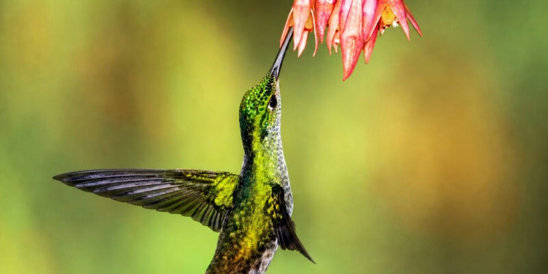 Hummingbird Pollination Doubles Bromeliad Speciation — Even Shaped the Pineapple