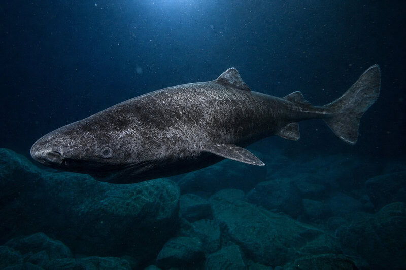 How Deep-Sea Giants Survive 5+ Years Without a Single Meal