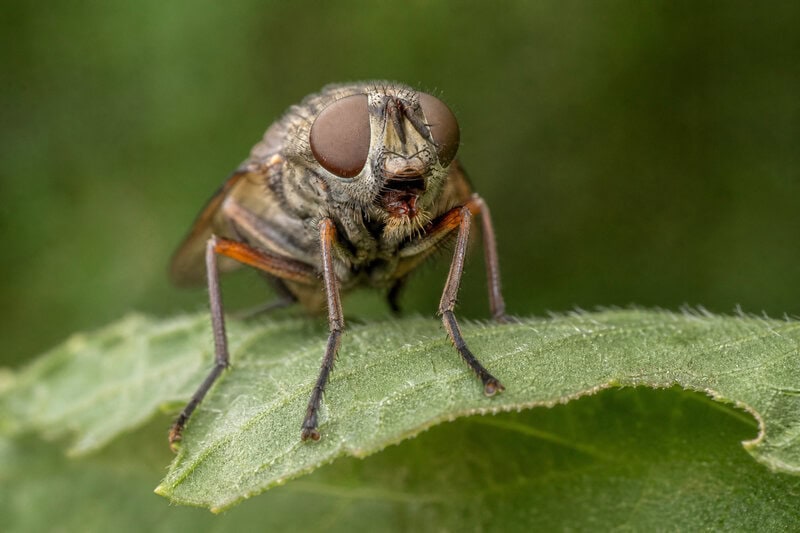 Insects That Start With H: Why Hornets and Hoverflies Surprise Scientists