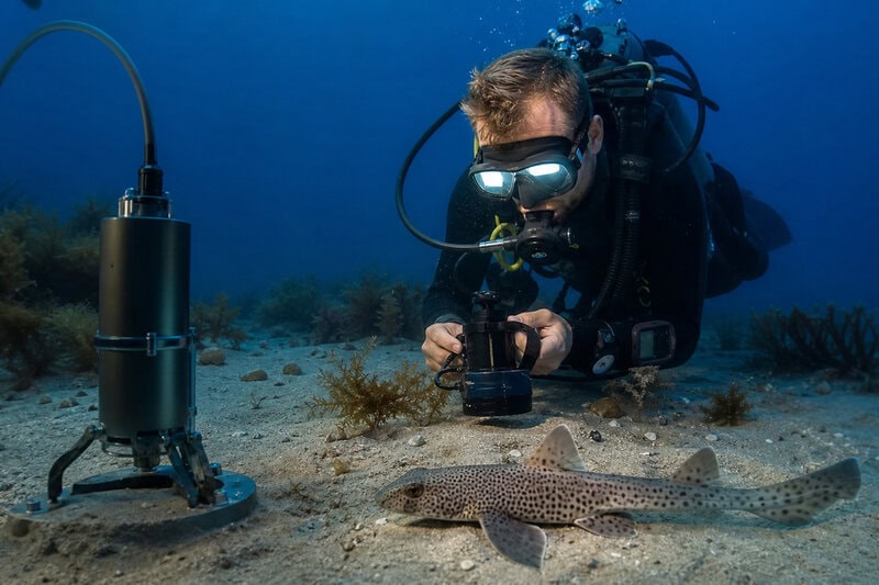 Sharks Make Clicking Sounds During Social Contact, Study Finds