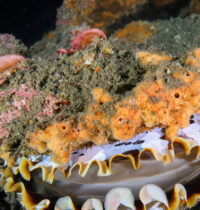 Deep-Sea Mining Threatens 62% of Hydrothermal Vent Mollusks, IUCN Warns