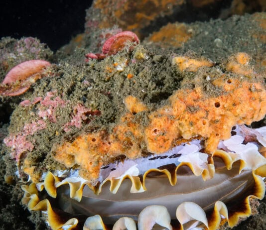 Deep-Sea Mining Threatens 62% of Hydrothermal Vent Mollusks, IUCN Warns