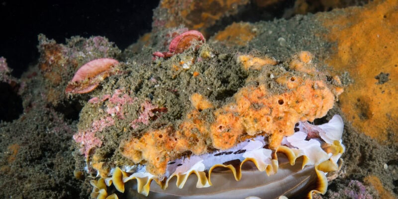 Deep-Sea Mining Threatens 62% of Hydrothermal Vent Mollusks, IUCN Warns