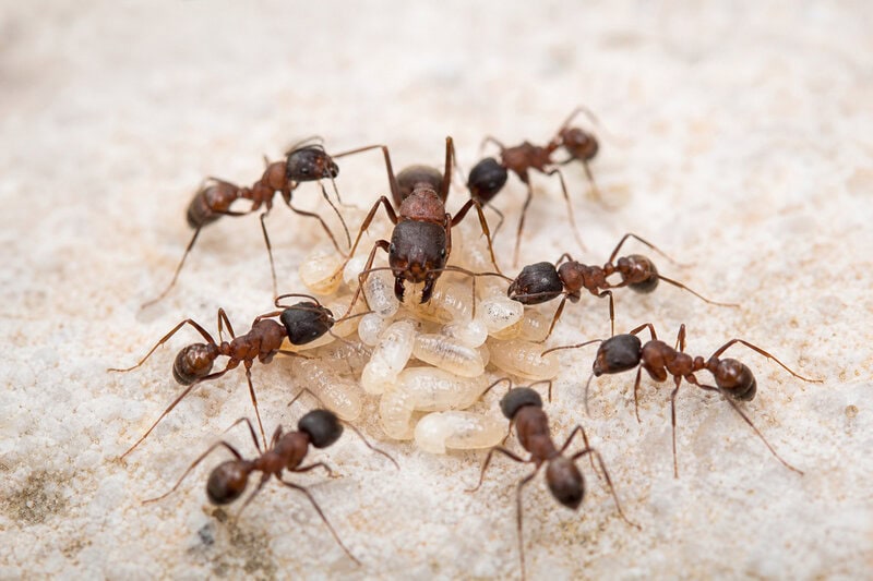 Ant Alloparenting Is Controlled by Ancient Hunger Neuropeptides