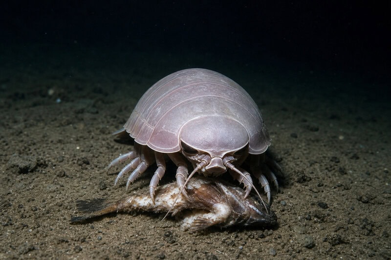 How Deep-Sea Giants Survive 5+ Years Without a Single Meal