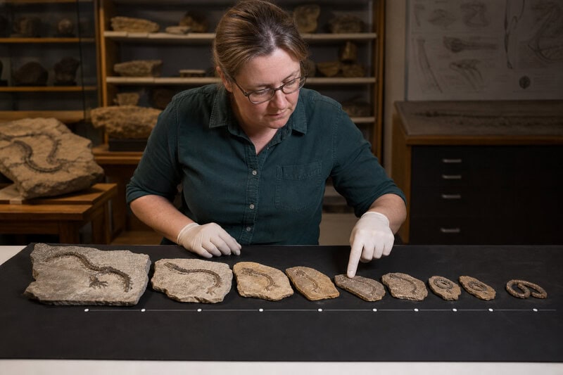 167-Million-Year-Old Snake Fossil Rewrites When Legs Were Lost