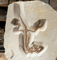167-Million-Year-Old Snake Fossil Rewrites When Legs Were Lost