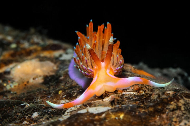 Species Presumed Extinct for 60 Years Found Alive by Underwater Drone