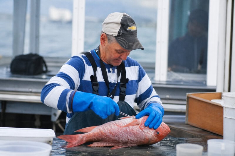 Alabama Deep Sea Fishing Rodeo Gives USA Grad Students 500 Samples in 72 Hours