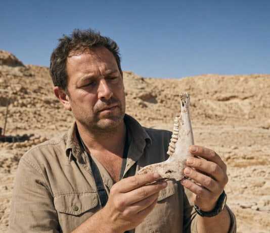 17-Million-Year-Old Ape Fossil in Egypt Upends Africa’s Human Origins Story