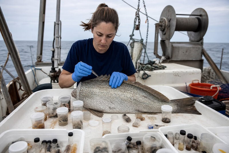 Alabama Deep Sea Fishing Rodeo Gives USA Grad Students 500 Samples in 72 Hours