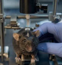 Brain Cells That Act as a Focus Switch: What Scientists Found in Mice