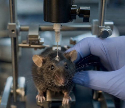 Brain Cells That Act as a Focus Switch: What Scientists Found in Mice