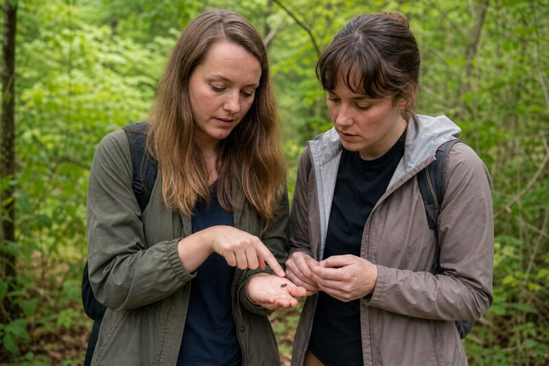 Rare Piedmont Blue Ghost Firefly Found in Mecklenburg County Park