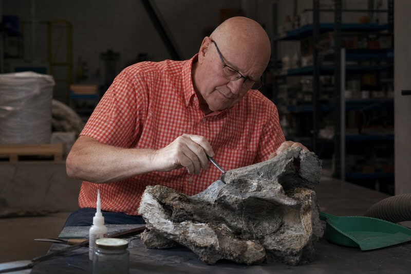Fossilized Mammal Teeth Show Rapid Diversification Right After Dinosaurs Died