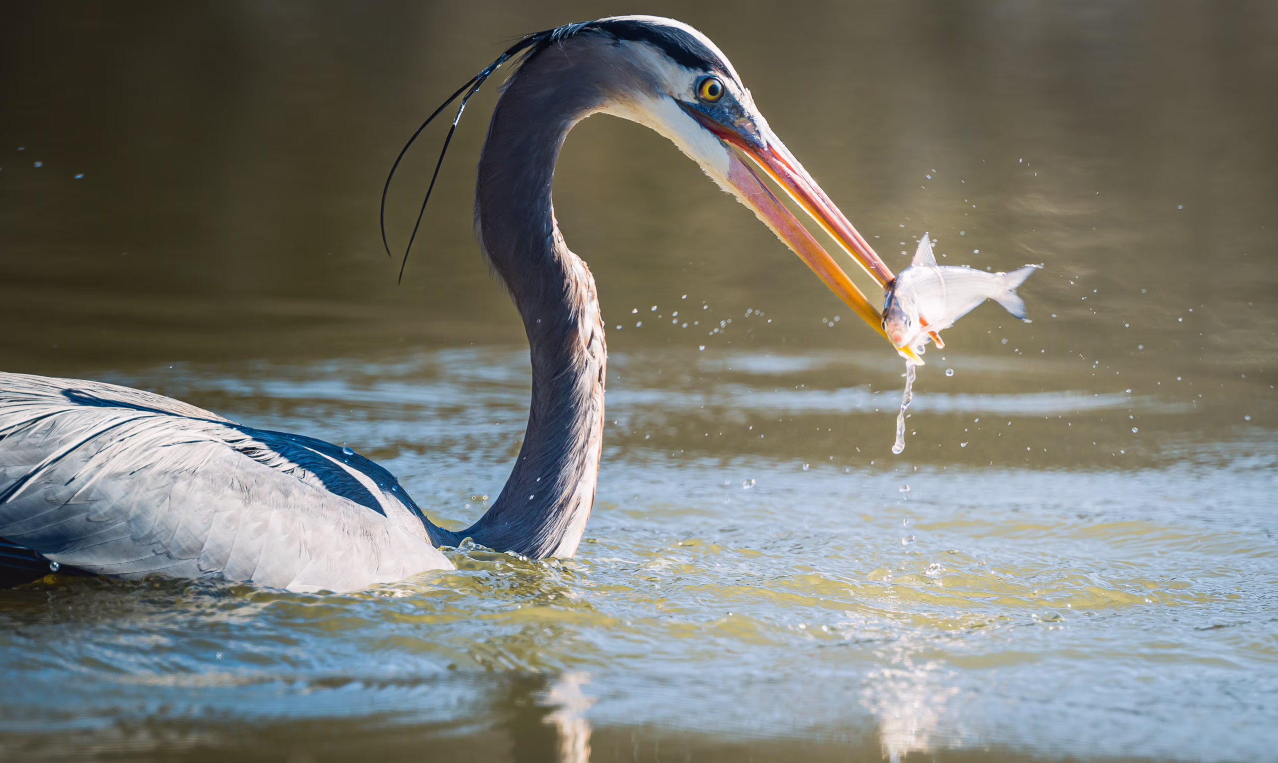 PFAS in Great Lakes Food Webs: 42 Years of Forever Chemicals on Your Plate