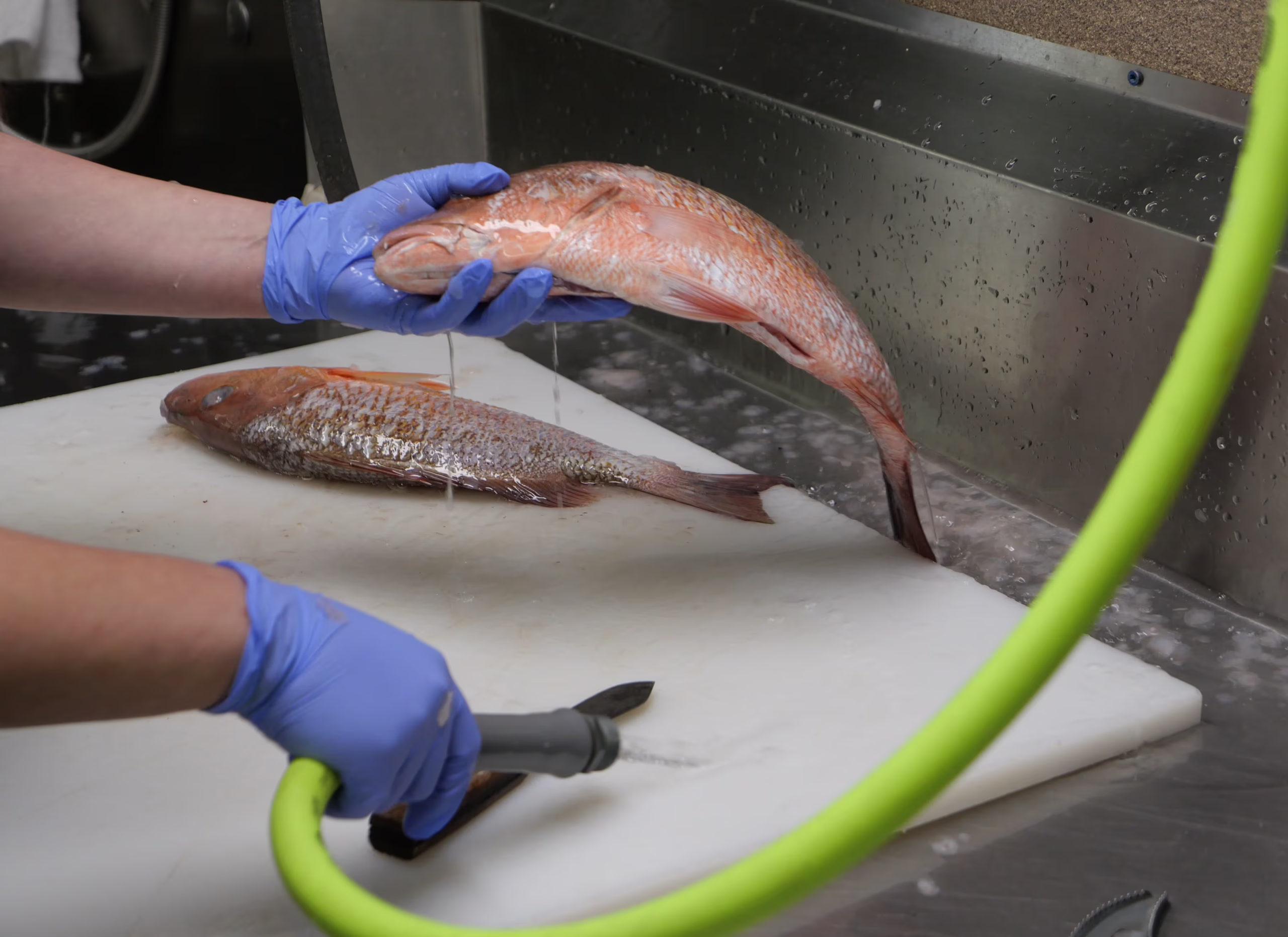 Alabama Deep Sea Fishing Rodeo Gives USA Grad Students 500 Samples in 72 Hours