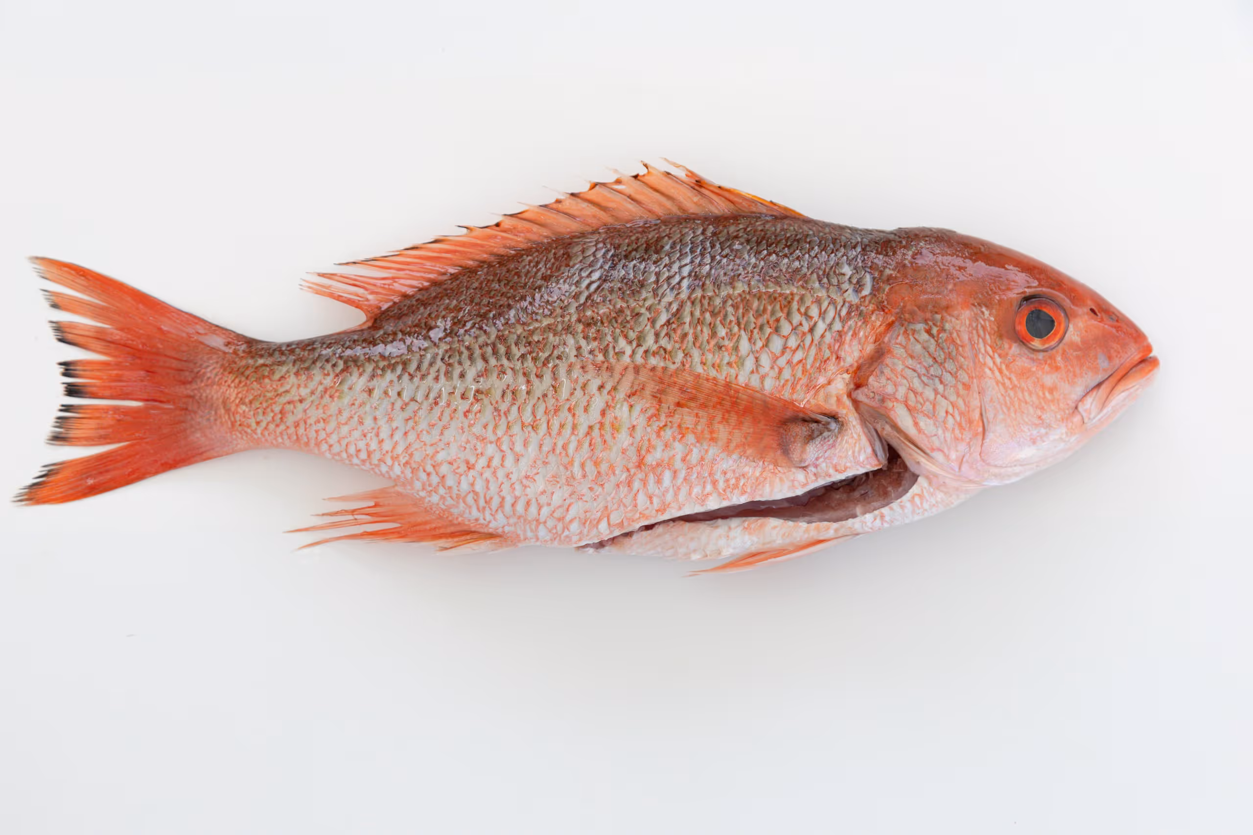 Alabama Deep Sea Fishing Rodeo Gives USA Grad Students 500 Samples in 72 Hours