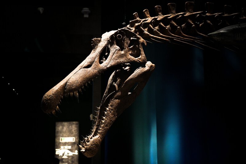 What Dinosaurs Really Looked Like: Lips, Feathers, and Science’s Biggest Fixes