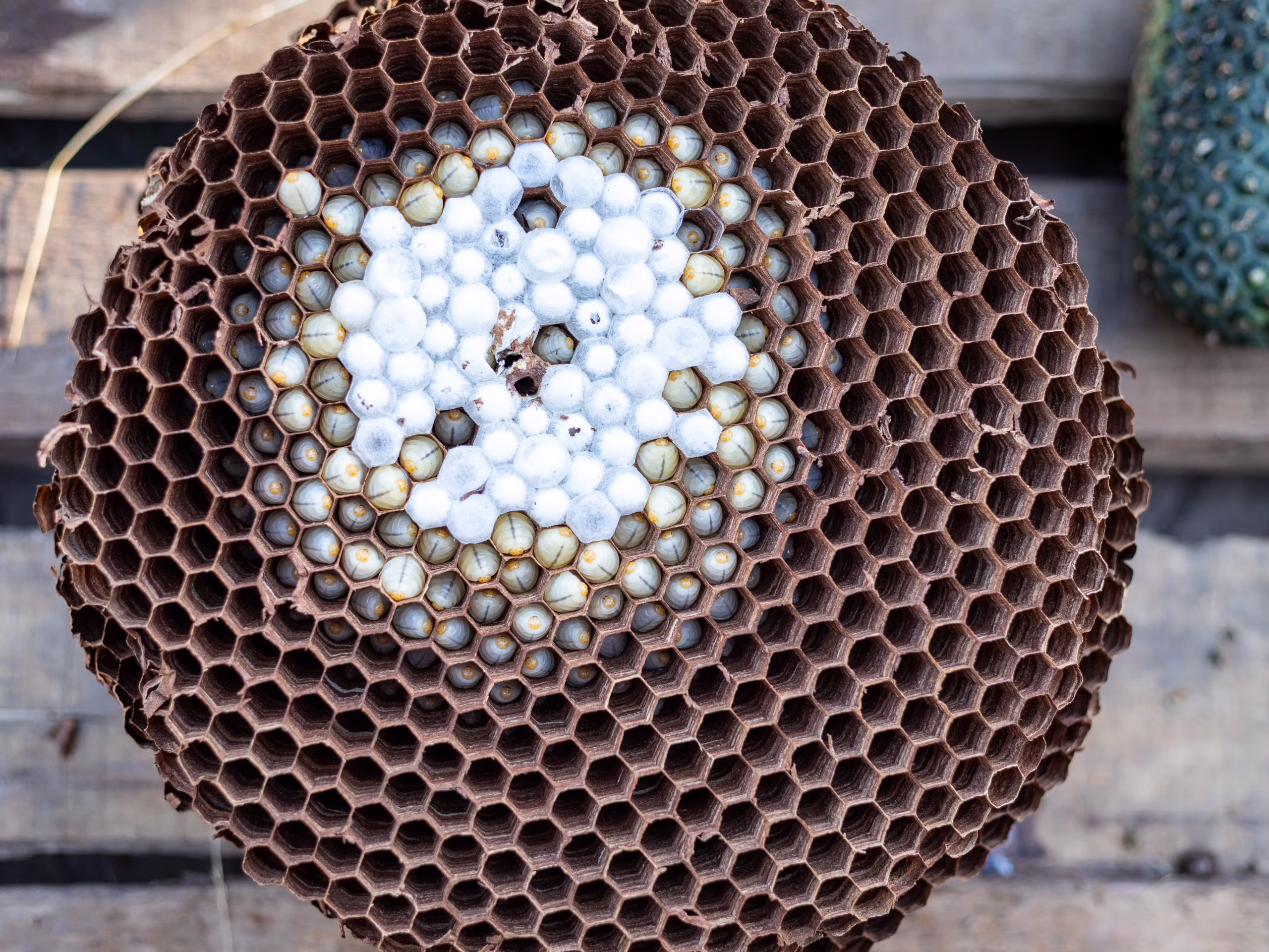 Insects That Start With H: Why Hornets and Hoverflies Surprise Scientists