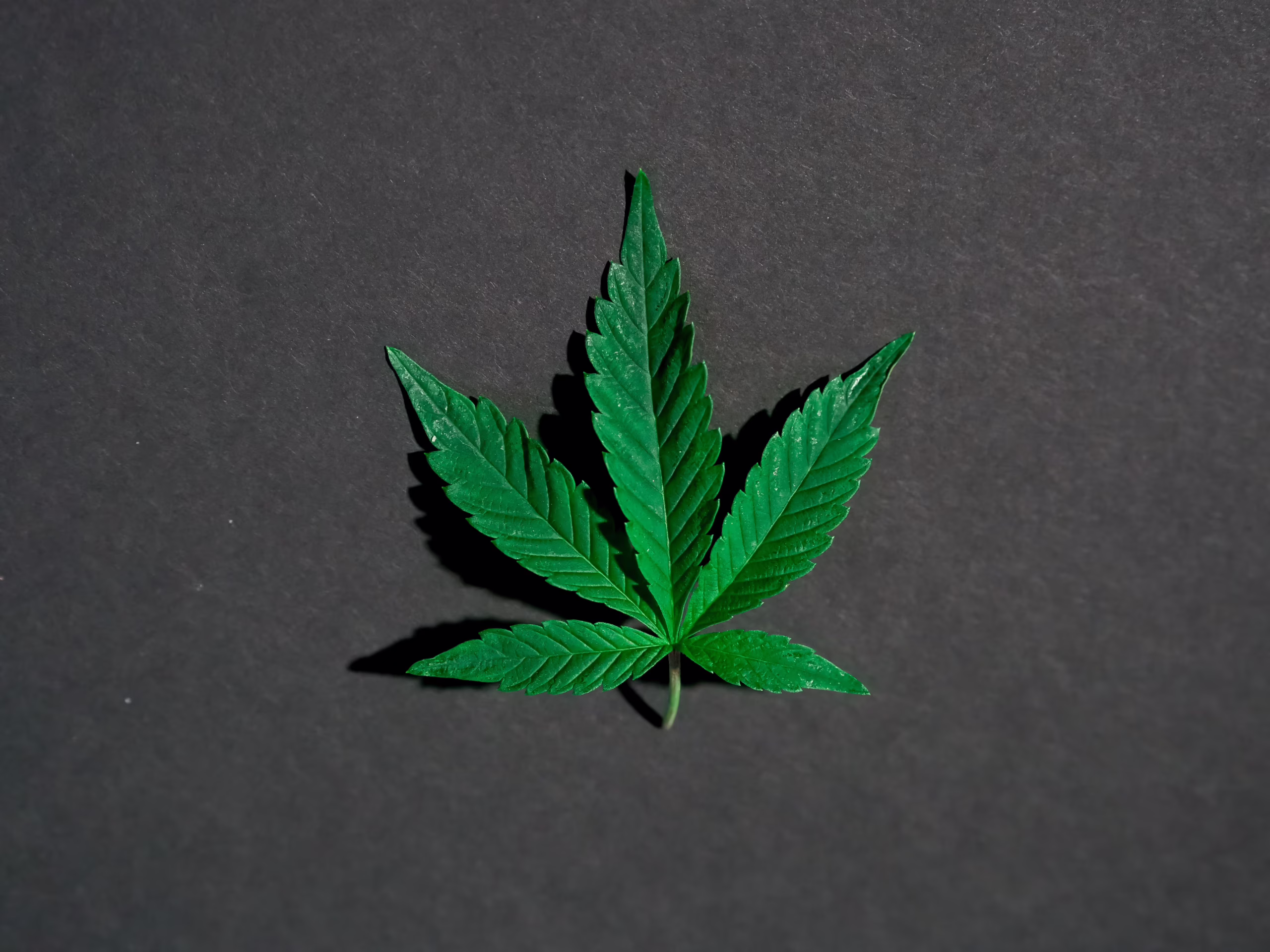 Cannabis Entourage Effect Is Real But Receptor-Specific, New Study Finds