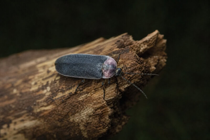 Rare Piedmont Blue Ghost Firefly Found in Mecklenburg County Park