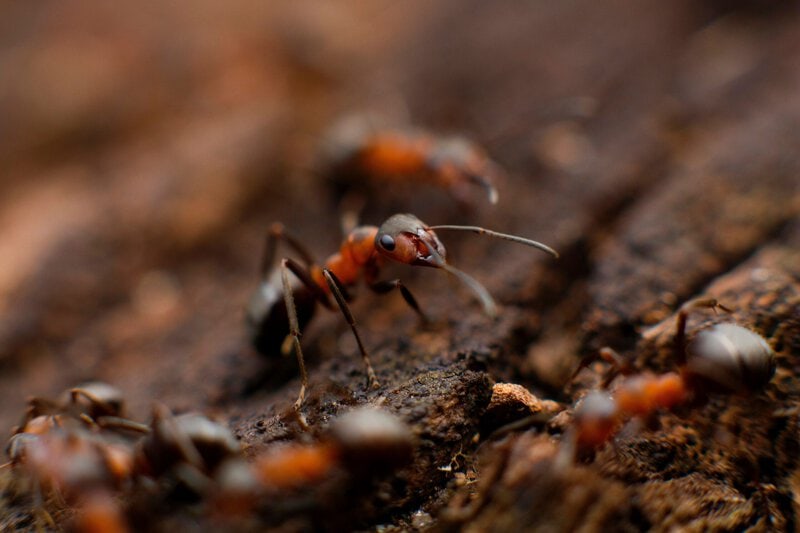 Ant Alloparenting Is Controlled by Ancient Hunger Neuropeptides