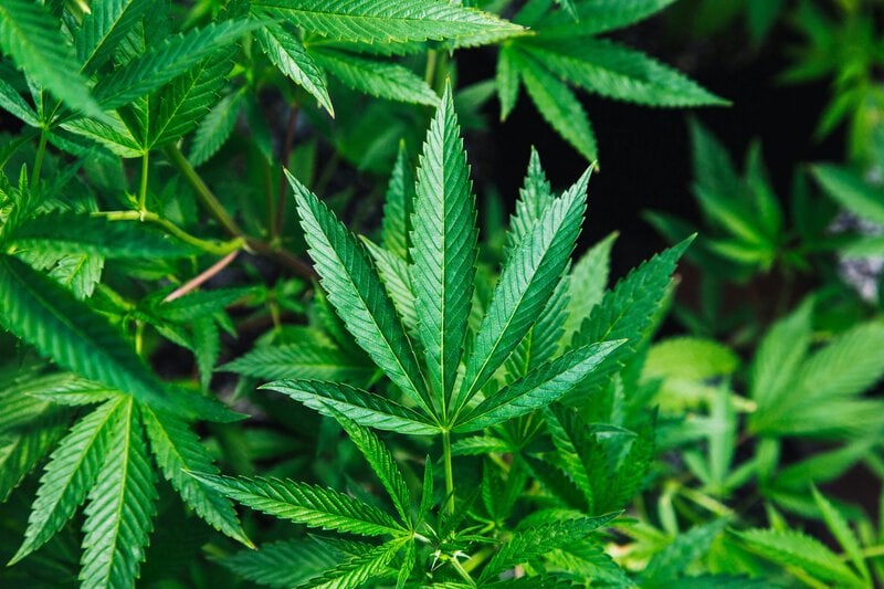 Cannabis Entourage Effect Is Real But Receptor-Specific, New Study Finds