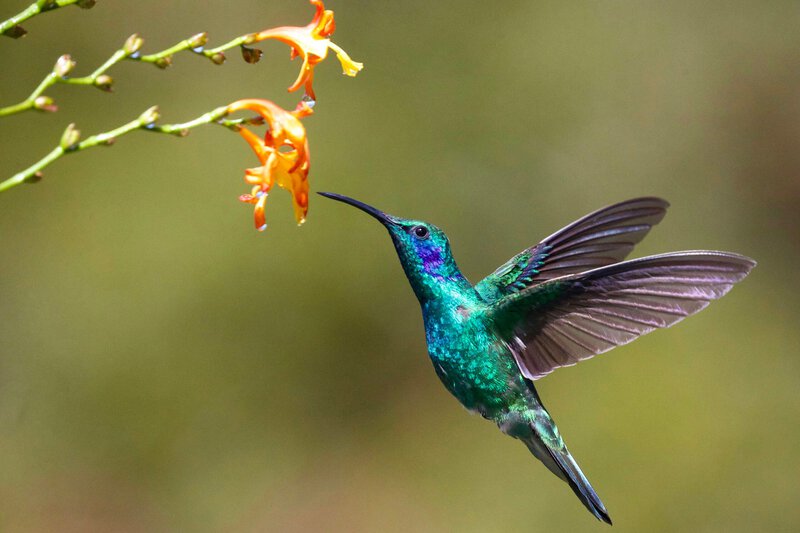 Hummingbird Pollination Doubles Bromeliad Speciation — Even Shaped the Pineapple