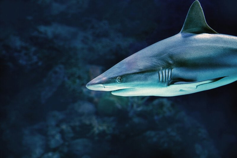Sharks Make Clicking Sounds During Social Contact, Study Finds
